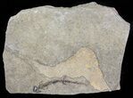 Permian Branchiosaur (Amphibian) Fossil - Germany #63577-1